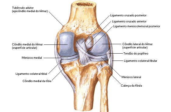 anatomia do joelho